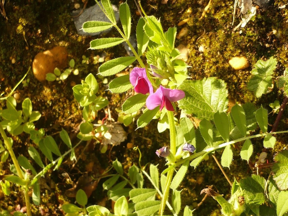 Vicia segetalis (Fabaceae)